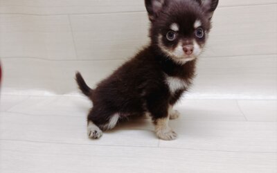 ハーフ犬（ポメラニアン×チワワ）