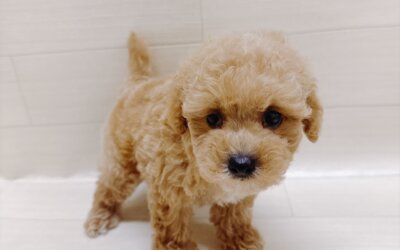 ハーフ犬（ボロニーズ×トイプードル）