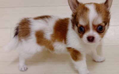 チワワ
