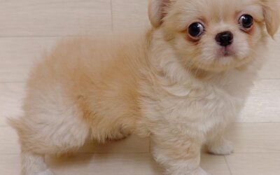 ハーフ犬（チワワ×ペキニーズ）