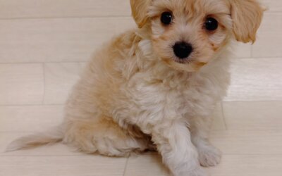 ハーフ犬（チワワ×トイプードル）