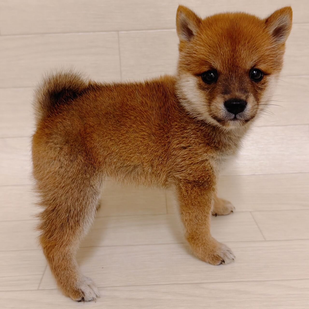 東京都の豆柴 (ペットプラザ 江東深川店/2026年6月15日生まれ/女の子/赤)の子犬
