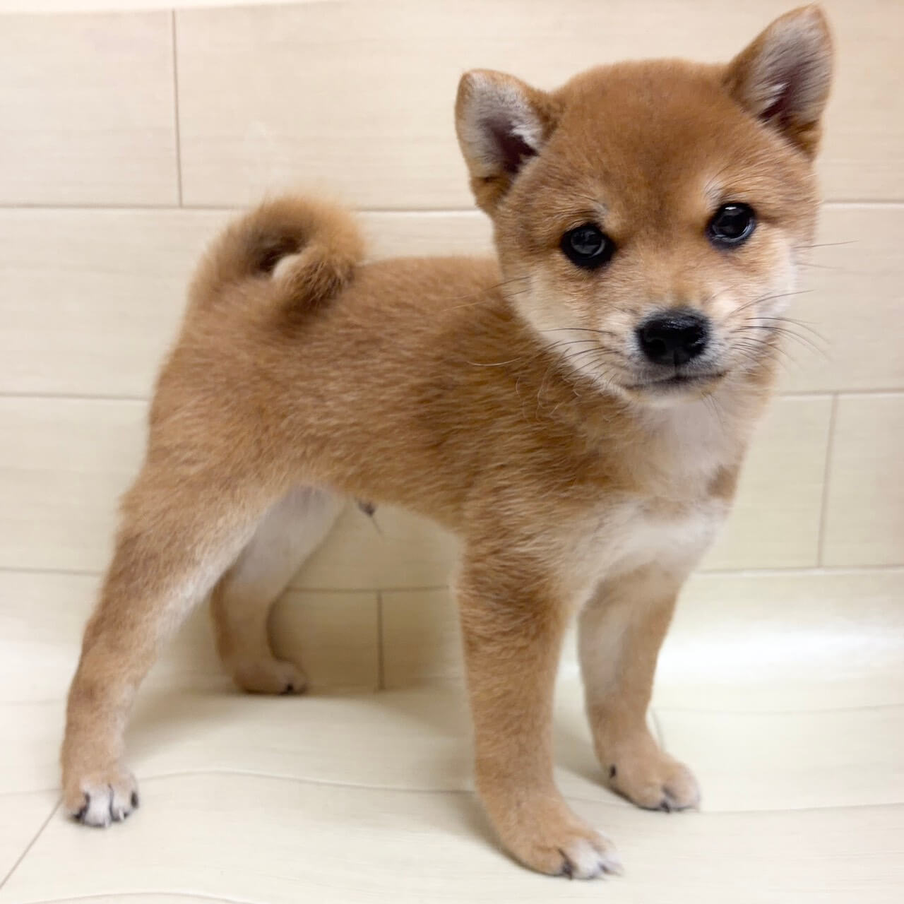 東京都の豆柴 (ペットプラザ 王子堀船店/2026年6月13日生まれ/男の子/赤)の子犬
