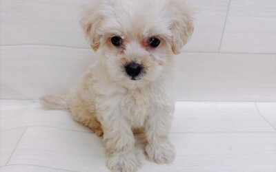 ハーフ犬（マルチーズ×トイプードル）