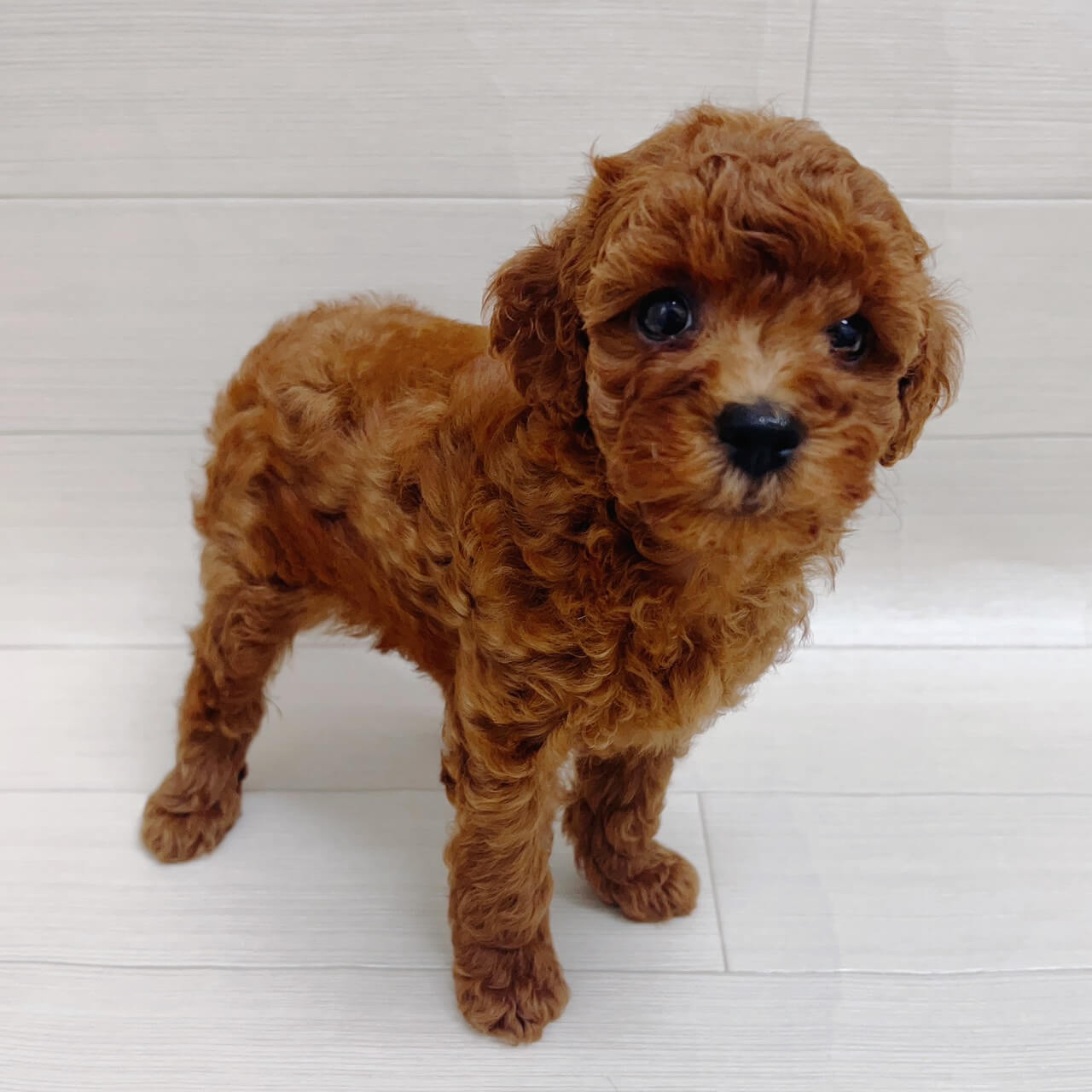千葉県のトイプードル(トイ) (NICO PET Select ハッピーベル ちはら台店/2026年6月15日生まれ/男の子/レッド)の子犬
