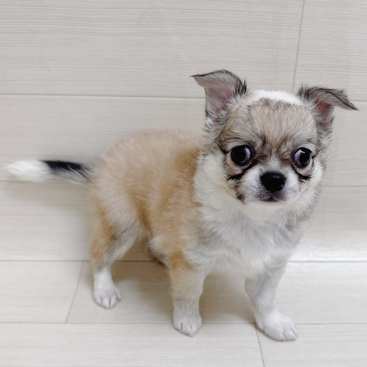 千葉県のチワワ(ロング) (NICO PET Select ハッピーベル ちはら台店/2026年6月11日生まれ/男の子/フォーンホワイト)の子犬