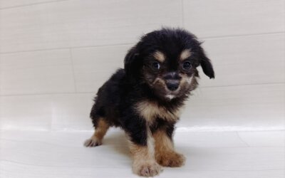 ハーフ犬（チワワ×トイプードル）