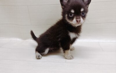 ハーフ犬（ポメラニアン×チワワ）