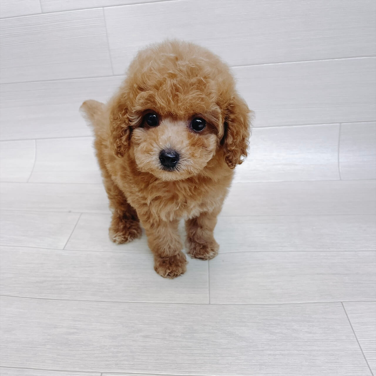 千葉県のトイプードル(トイ) (Pet’s One 東金店/2026年6月11日生まれ/男の子/レッド)の子犬