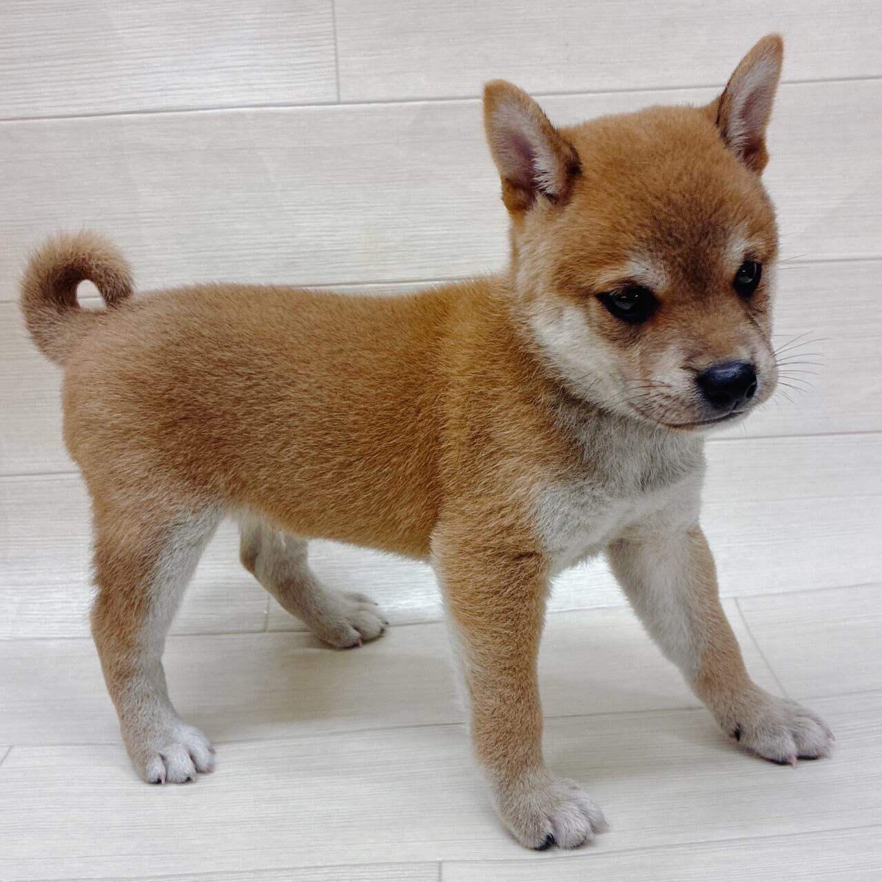 千葉県の豆柴 (ハッピーベル テラスモール松戸店/2026年6月15日生まれ/男の子/赤)の子犬