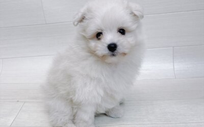 ハーフ犬（ポメラニアン×トイプードル）