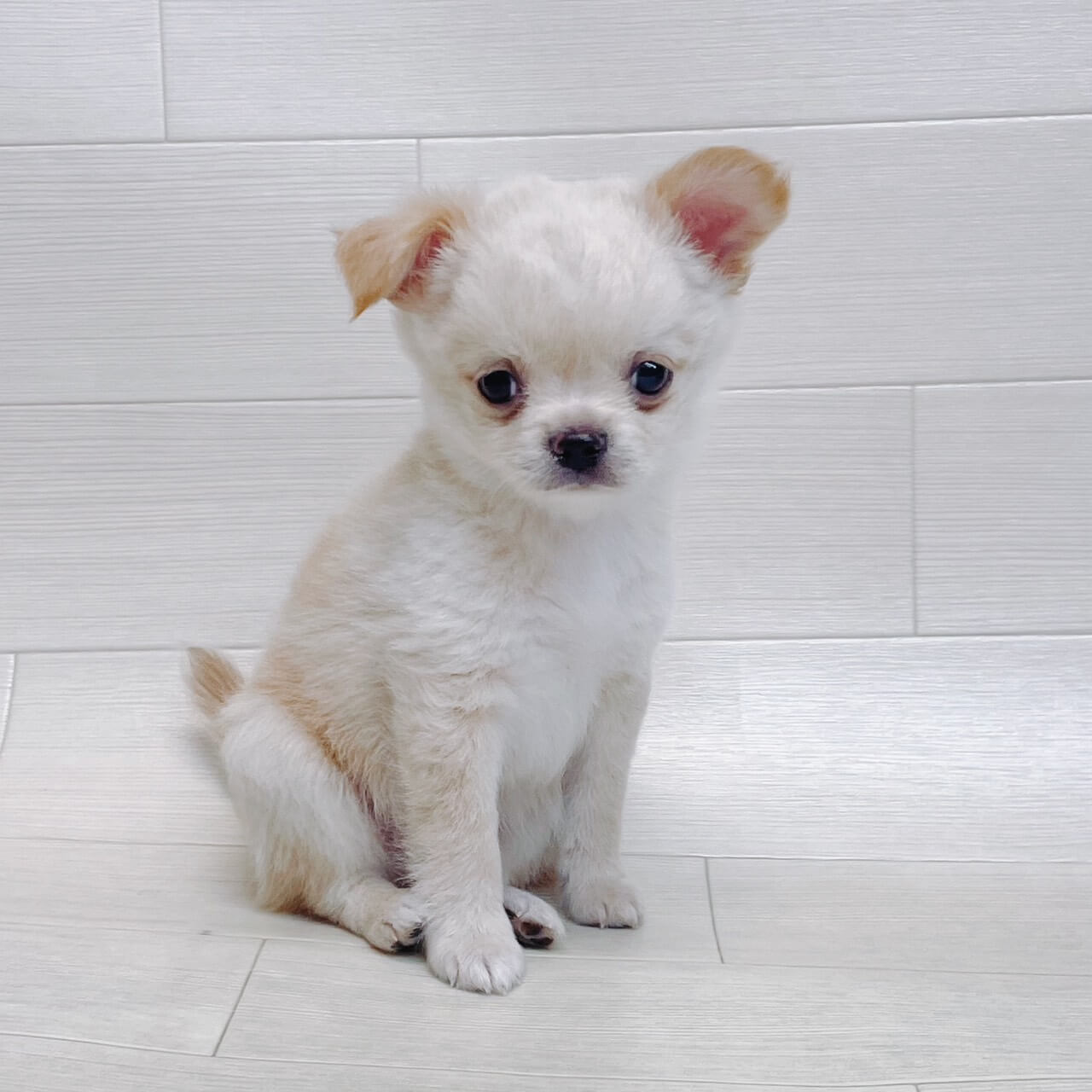 千葉県のチワワ(ロング) (Pet’s One 東金店/2026年6月15日生まれ/男の子/クリーム)の子犬