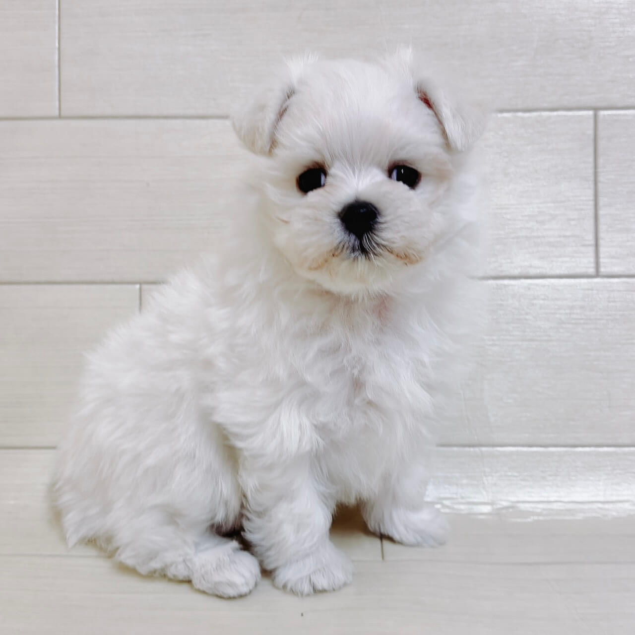 東京都のマルチーズ (ペットプラザ 王子堀船店/2026年6月22日生まれ/男の子/ホワイト)の子犬