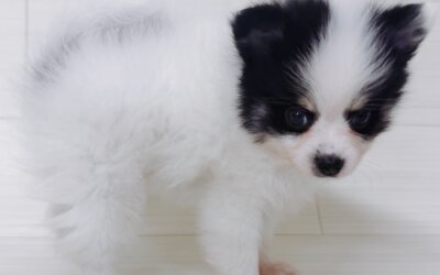 ハーフ犬(ﾎﾟﾒﾗﾆｱﾝ×ﾁﾜﾜ)