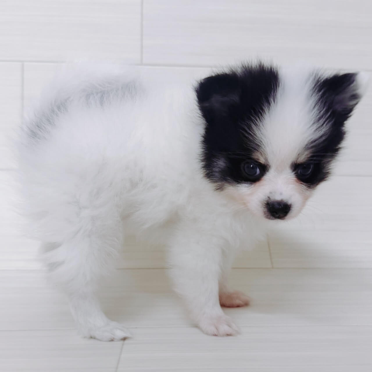 ハーフ犬(ﾎﾟﾒﾗﾆｱﾝ×ﾁﾜﾜ)