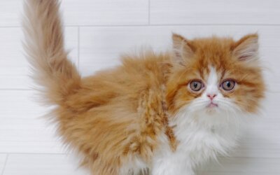 エキゾチックロングヘアー