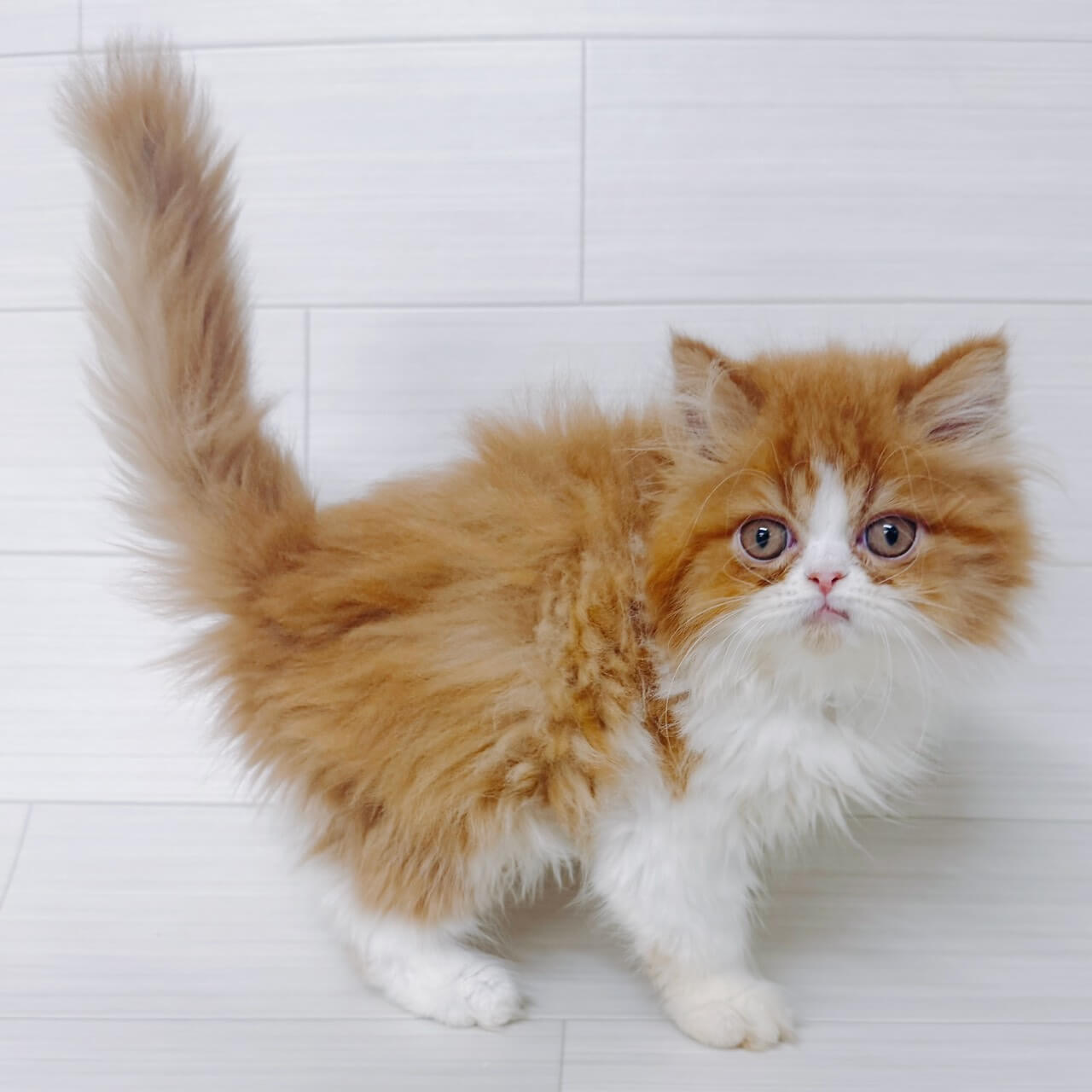 エキゾチックロングヘアー