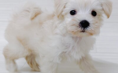 ハーフ犬(ﾏﾙﾁｰｽﾞ×ﾄｲﾌﾟｰﾄﾞﾙ)