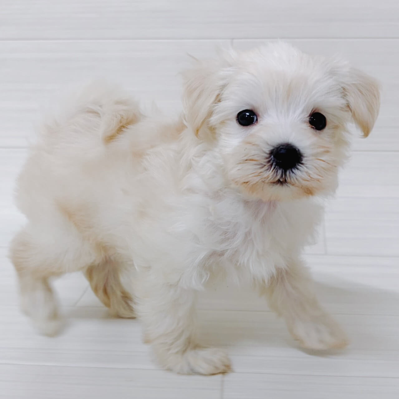 ハーフ犬(ﾏﾙﾁｰｽﾞ×ﾄｲﾌﾟｰﾄﾞﾙ)