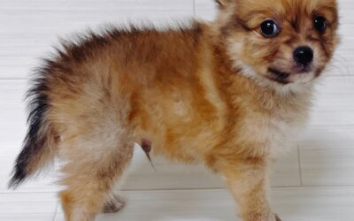 ハーフ犬(ﾁﾜﾜ×ﾎﾟﾒﾗﾆｱﾝ)