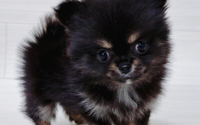 ハーフ犬(ﾁﾜﾜ×ﾎﾟﾒﾗﾆｱﾝ)