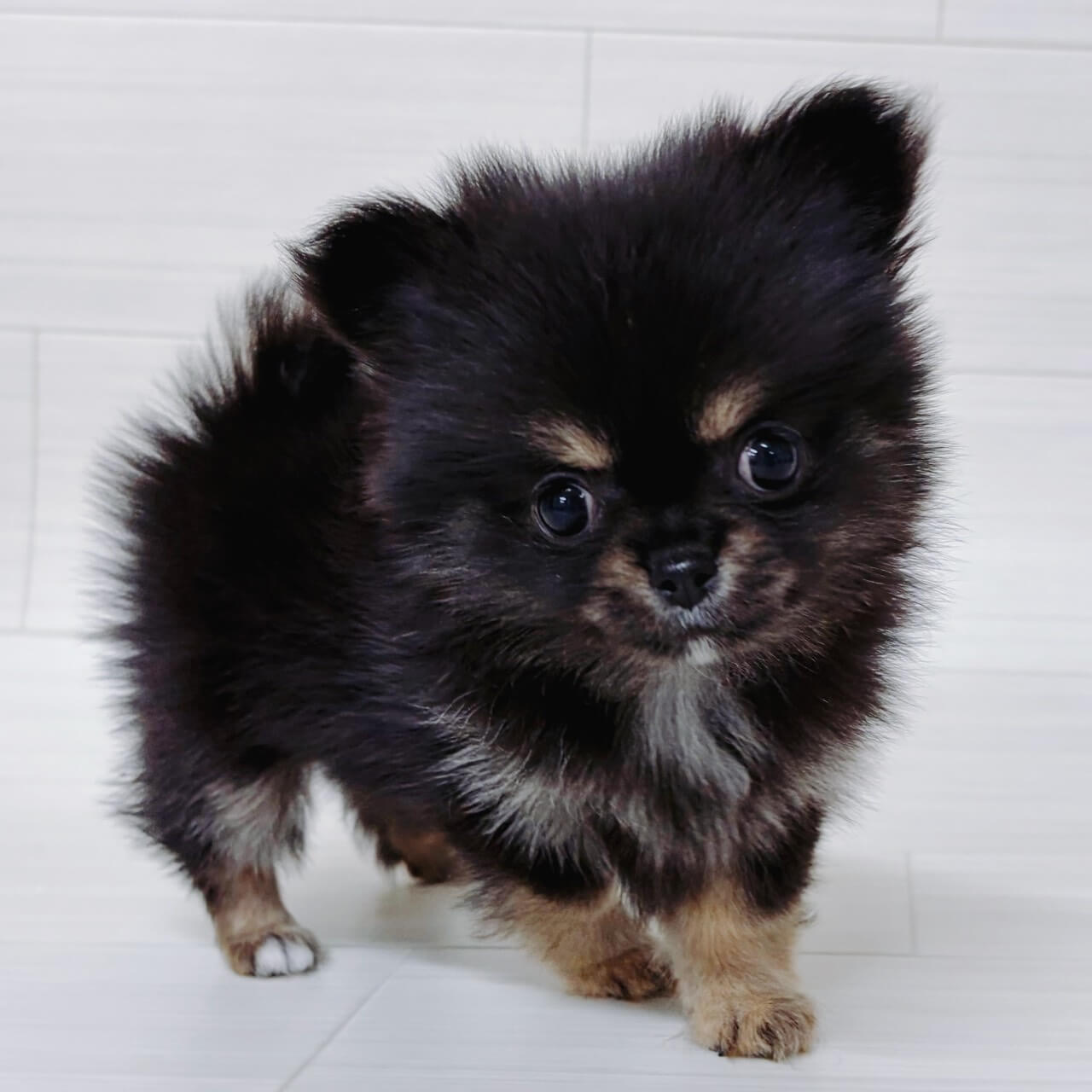 ハーフ犬(ﾁﾜﾜ×ﾎﾟﾒﾗﾆｱﾝ)