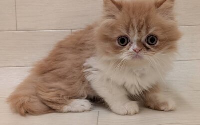 エキゾチックロングヘアー