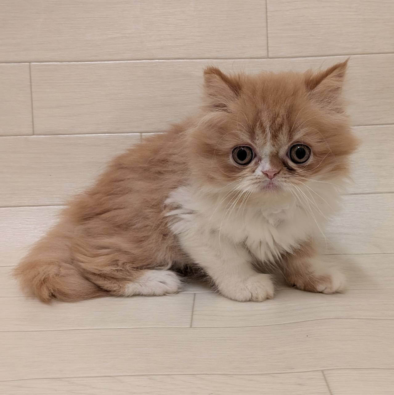 エキゾチックロングヘアー