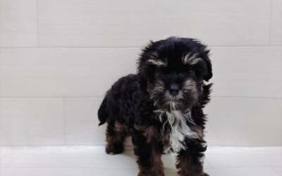 ハーフ犬（マルチーズ×トイプードル）