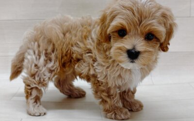 ハーフ犬（マルチーズ×トイプードル）