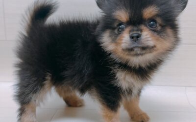 ハーフ犬（チワワ×ポメラニアン）