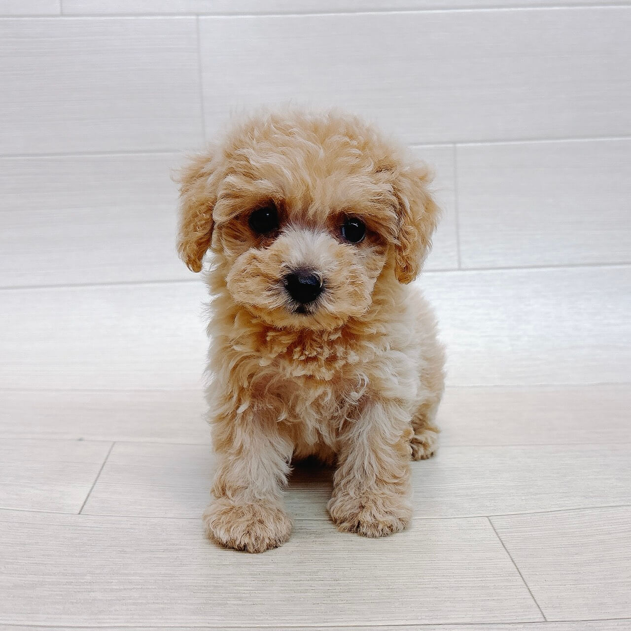 千葉県のトイプードル(トイ) (Pet’s One 東金店/2026年6月21日生まれ/女の子/クリーム)の子犬