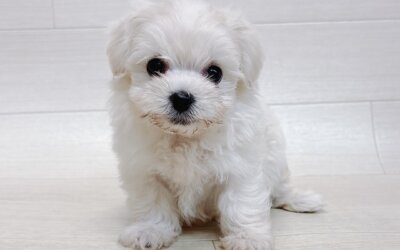 ハーフ犬（トイプードル×マルチーズ）