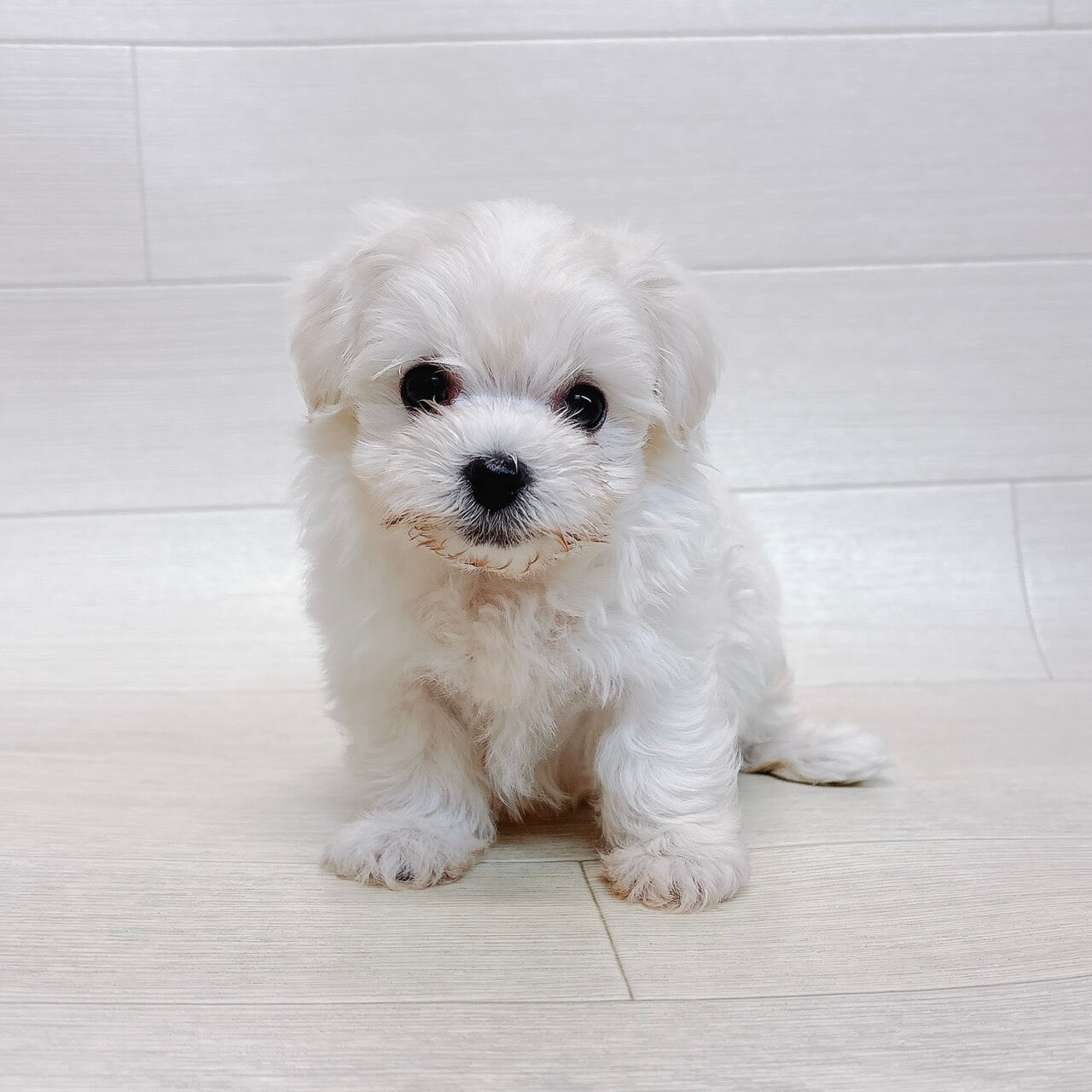 ハーフ犬（トイプードル×マルチーズ）