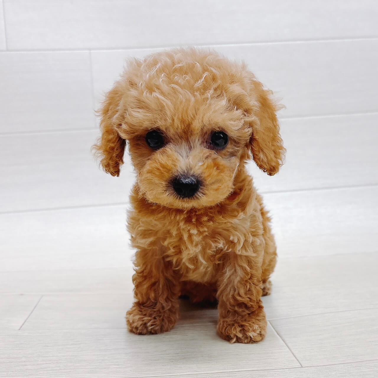 千葉県のトイプードル(トイ) (Pet’s One 東金店/2026年6月21日生まれ/男の子/アプリコット)の子犬