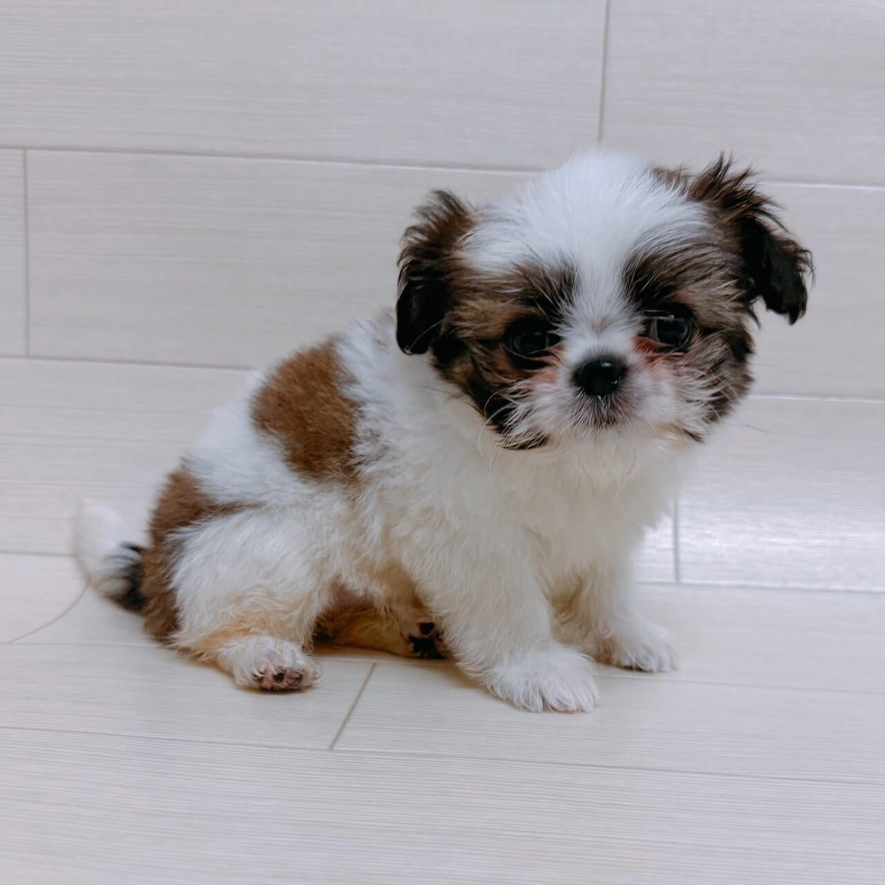 ハーフ犬（チワワ×シーズー）