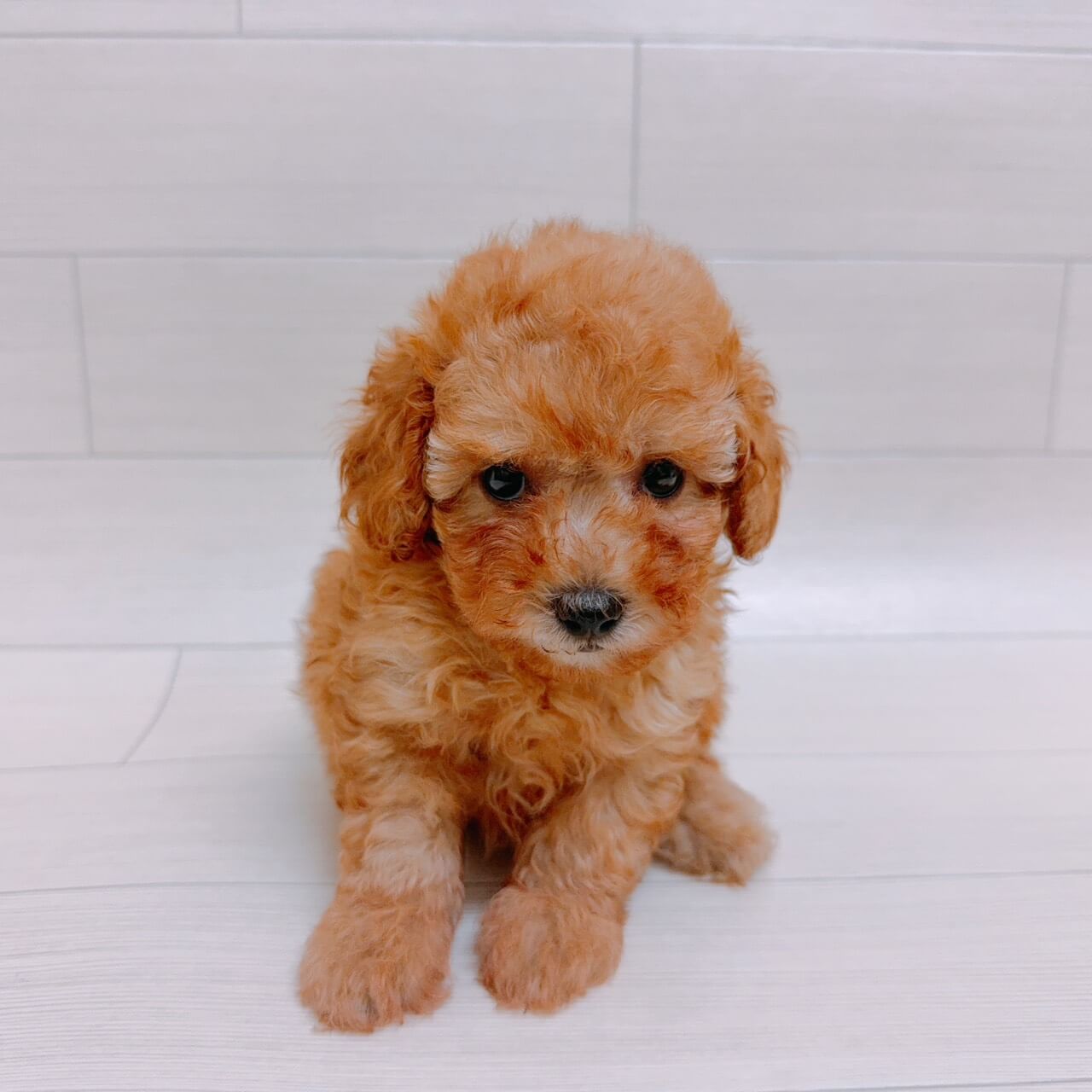 埼玉県のトイプードル(トイ) (ハッピーベル 草加舎人店/2026年6月30日生まれ/男の子/アプリコット)の子犬