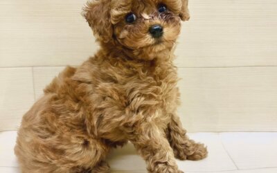 トイプードル