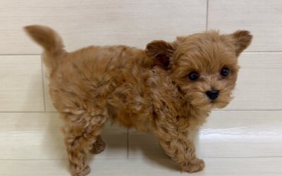 ハーフ犬（マルチーズ×トイプードル）