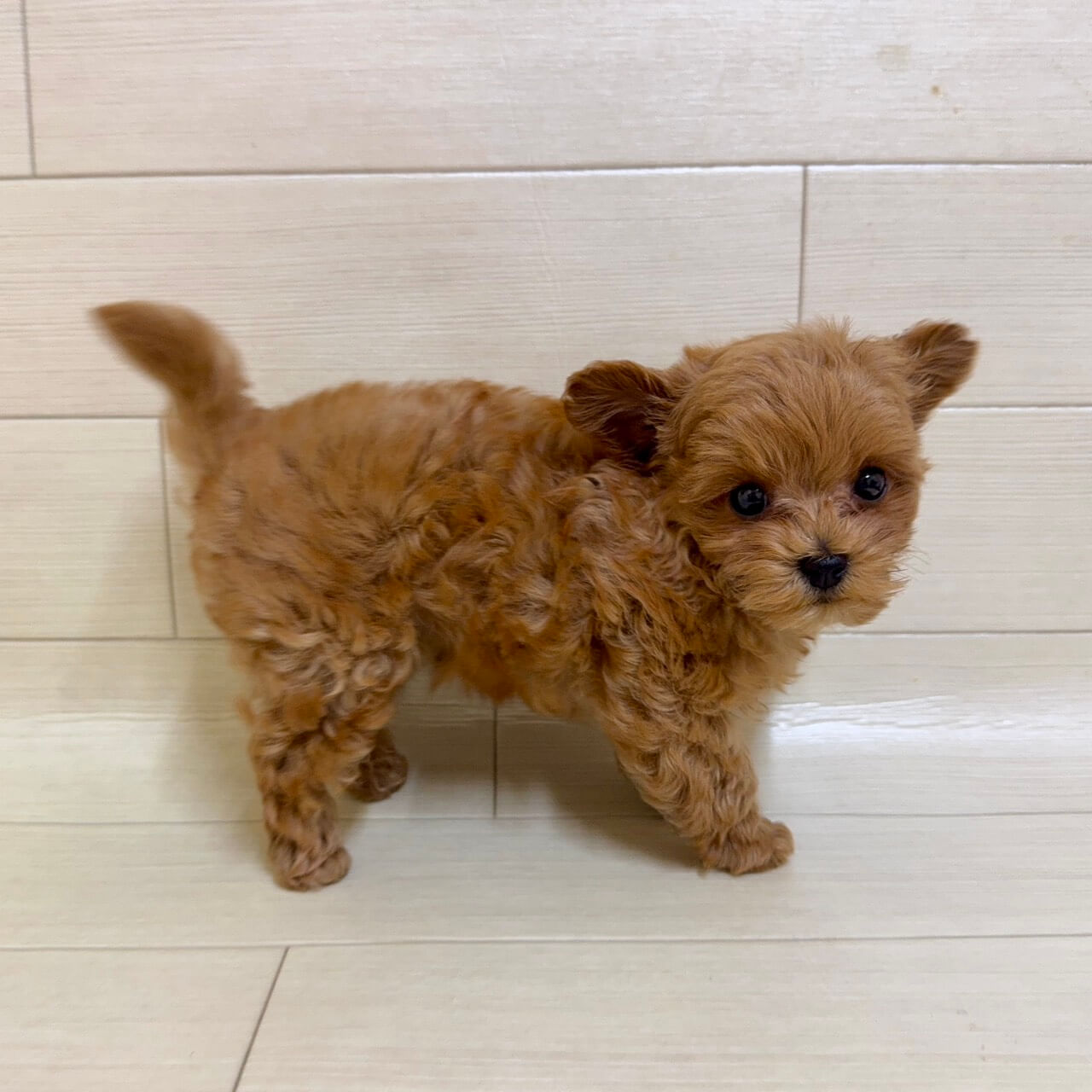 ハーフ犬（マルチーズ×トイプードル）