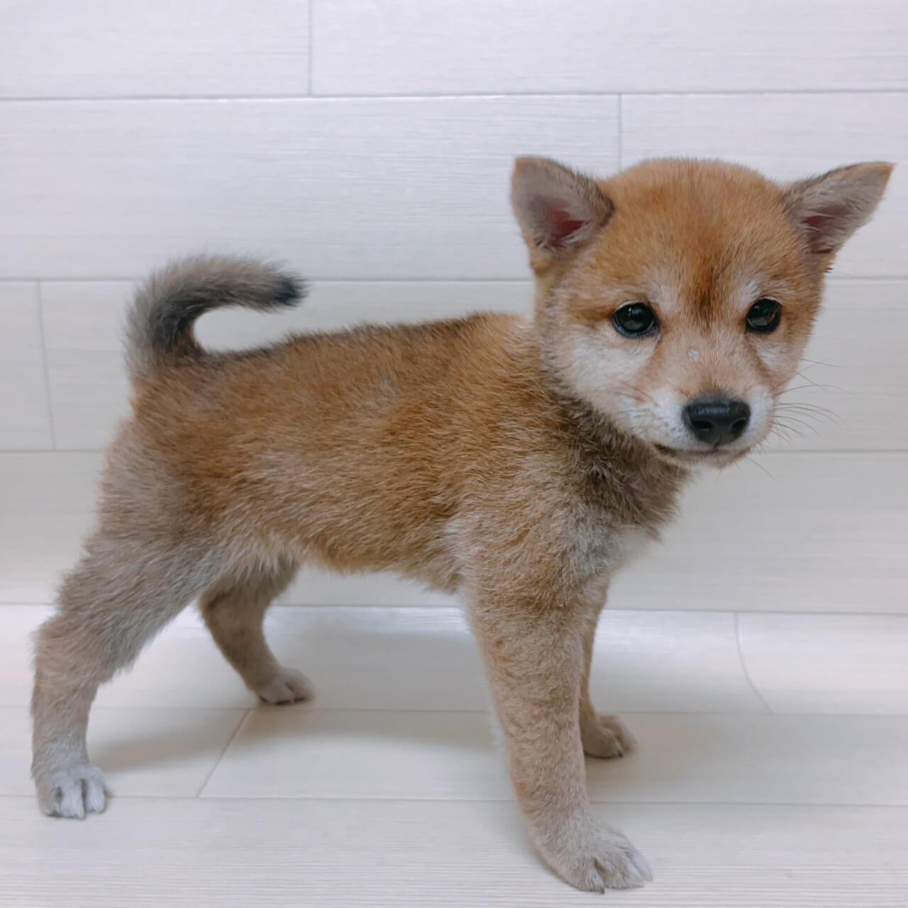 埼玉県の豆柴 (ペットアイランド 三郷中央店/2026年6月28日生まれ/女の子/赤)の子犬