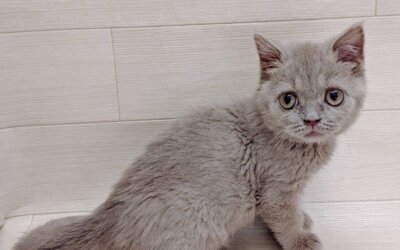 ブリティッシュショートヘアー