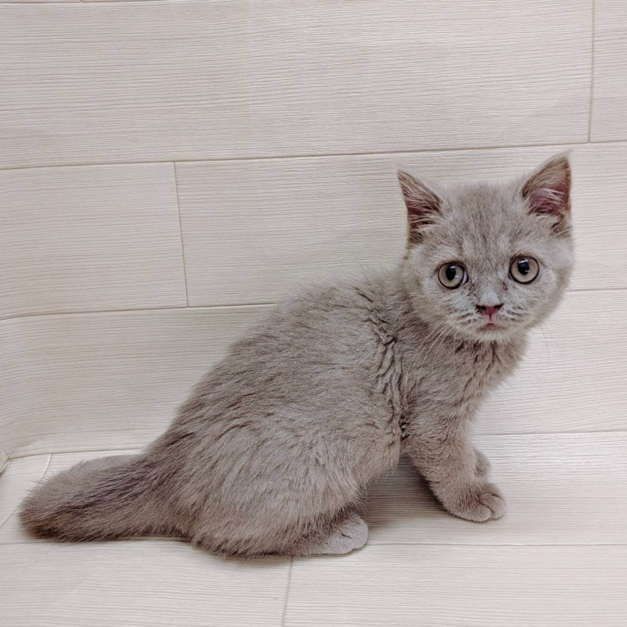 ブリティッシュショートヘアー