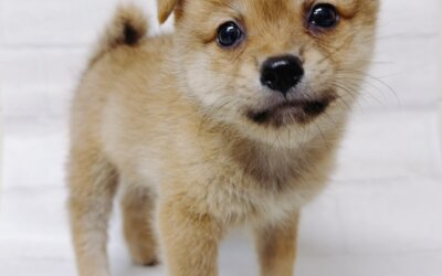 ハーフ犬（ポメラニアン×豆柴）