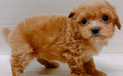 ハーフ犬（トイプードル×チワワ）