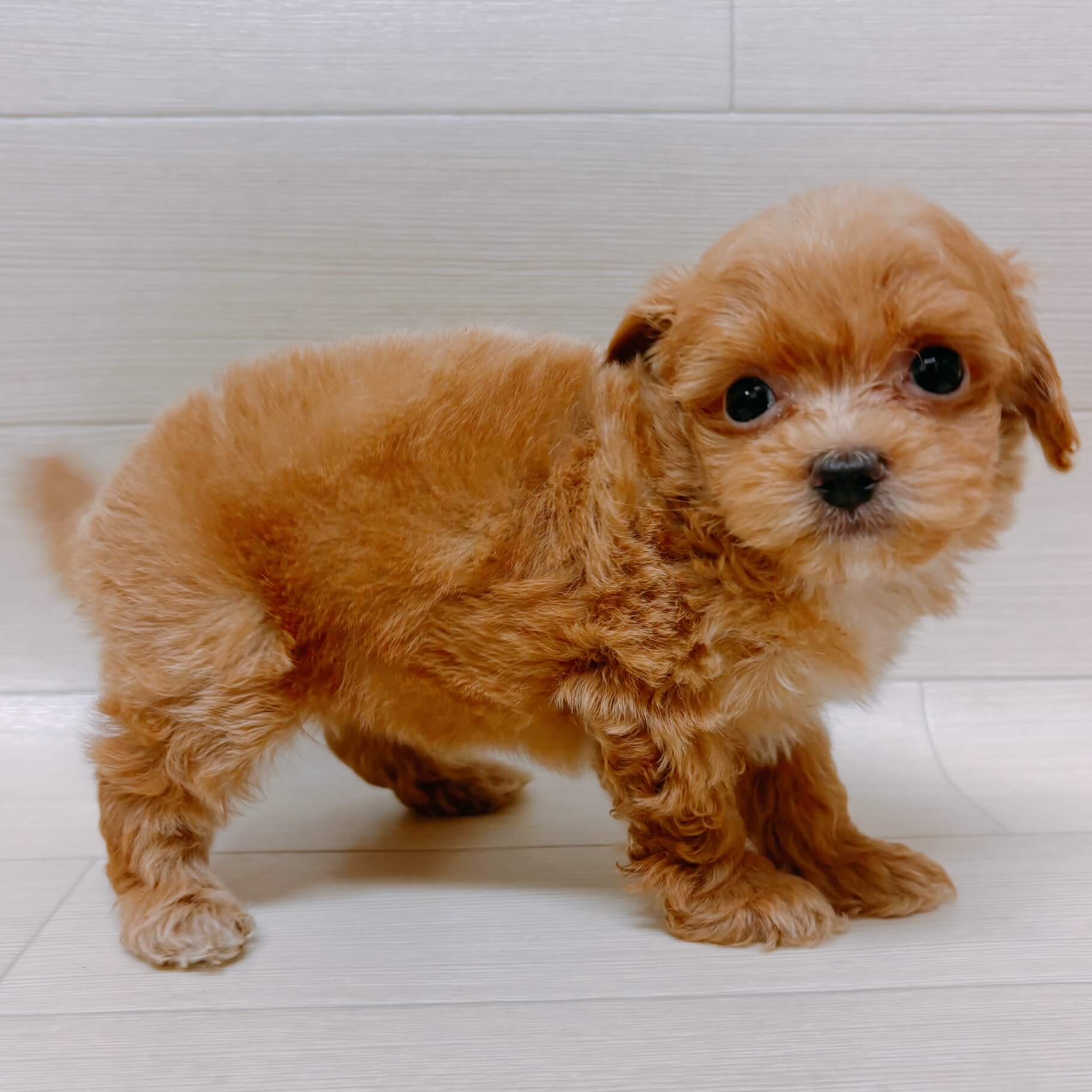 ハーフ犬（トイプードル×チワワ）