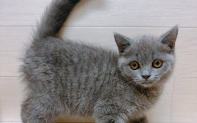 ブリティッシュショートヘアー
