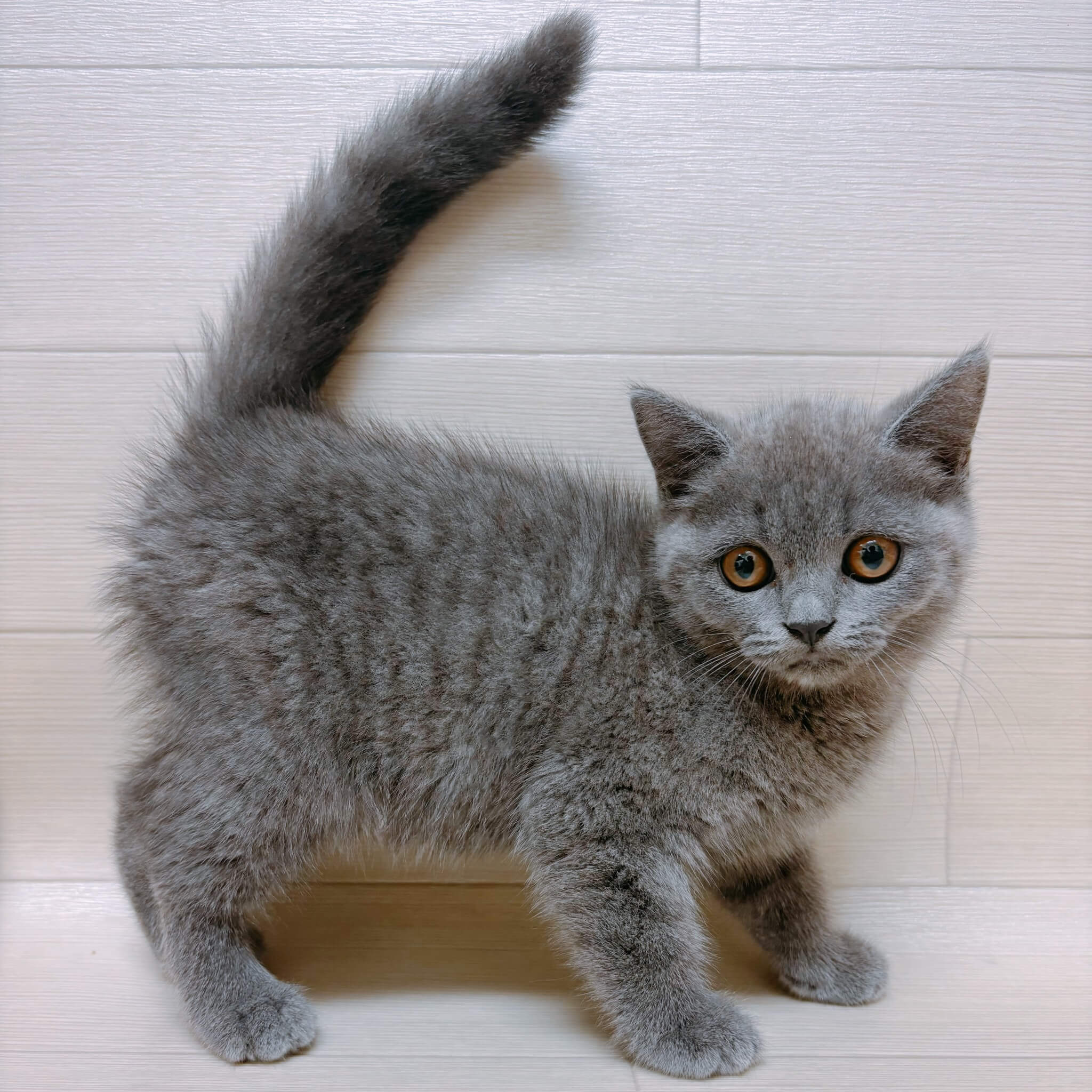 ブリティッシュショートヘアー