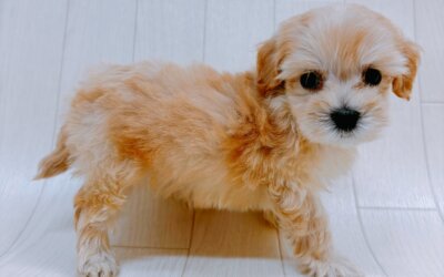 ハーフ犬（マルチーズ×トイプードル）