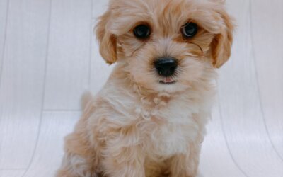 ハーフ犬（マルチーズ×トイプードル）
